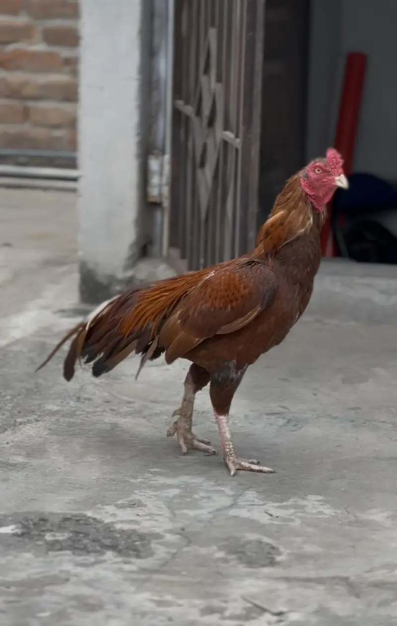 Aseel murgha hen