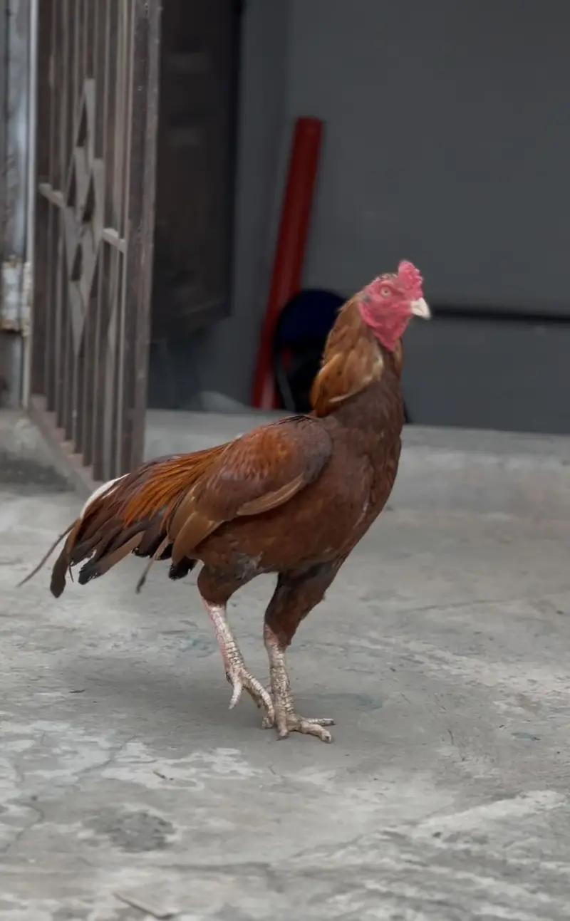 Aseel murgha hen — photo 2