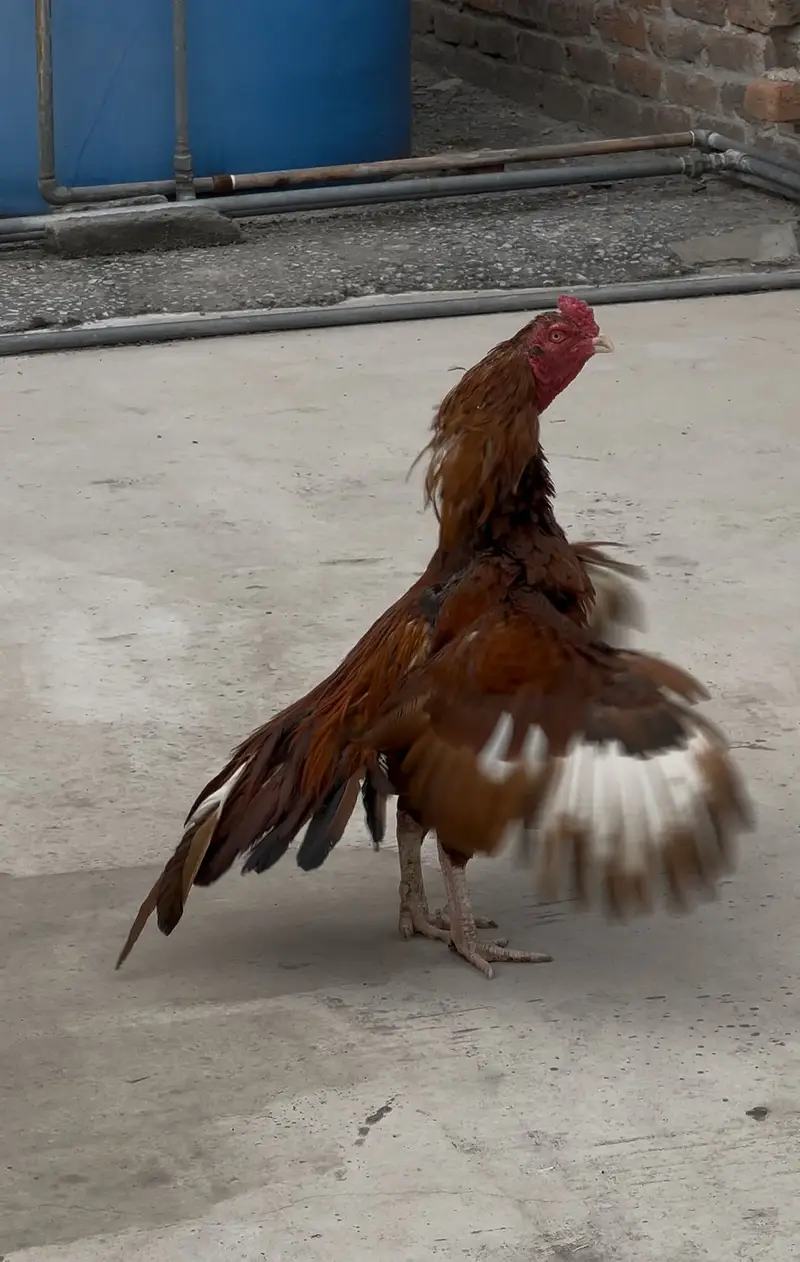 Aseel murgha hen — photo 3