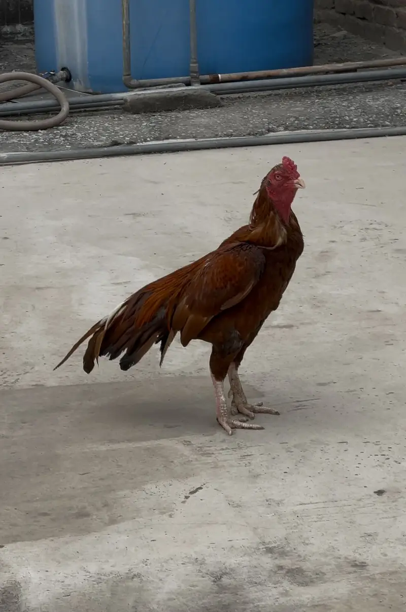 Aseel murgha hen — photo 4