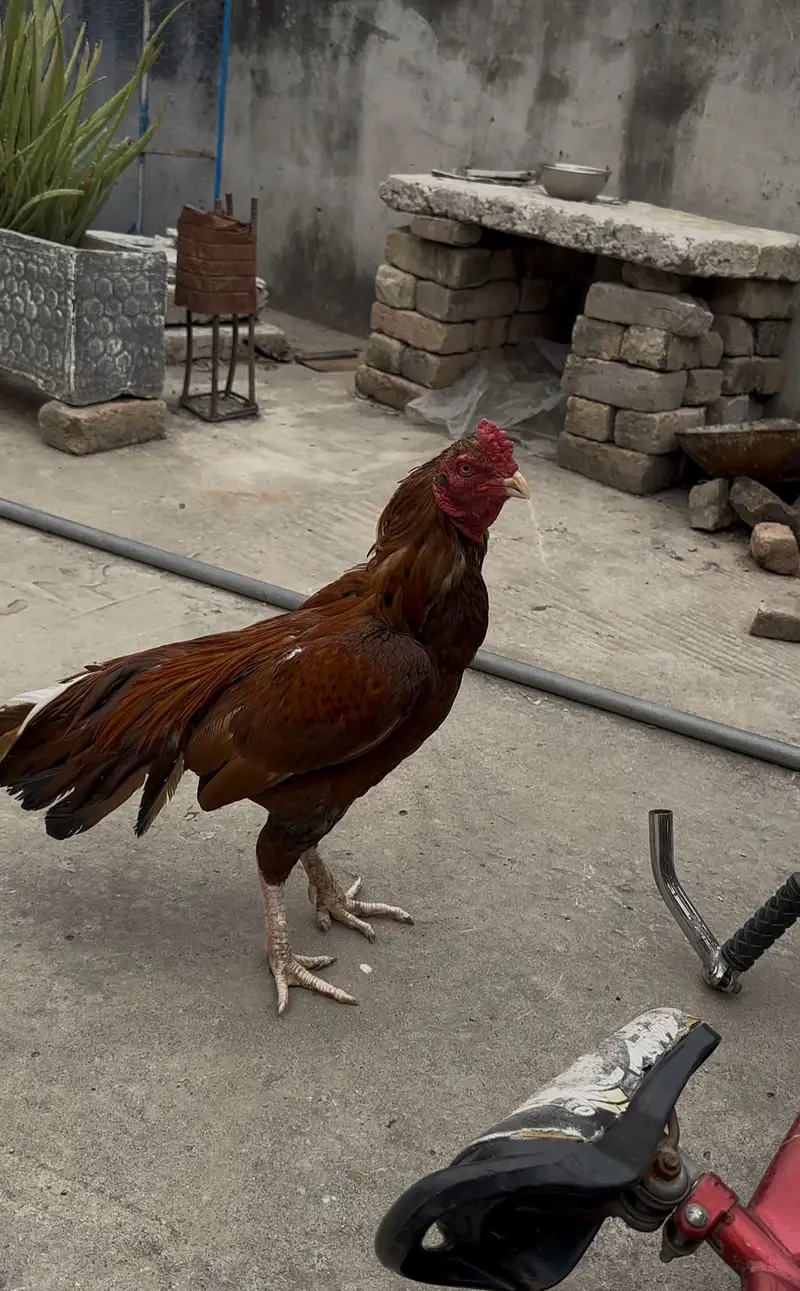 Aseel murgha hen — photo 5