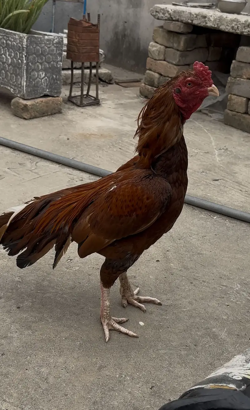 Aseel murgha hen — photo 6