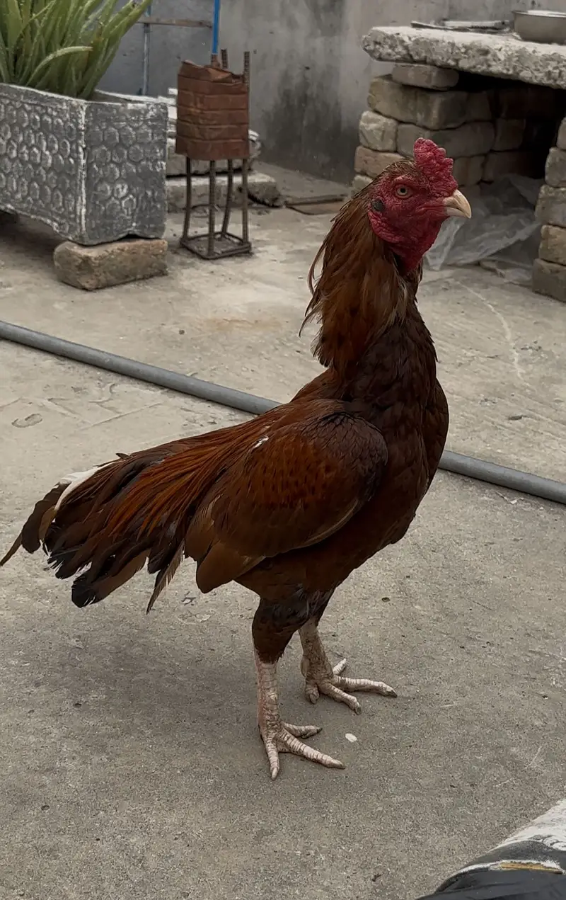 Aseel murgha hen — photo 7