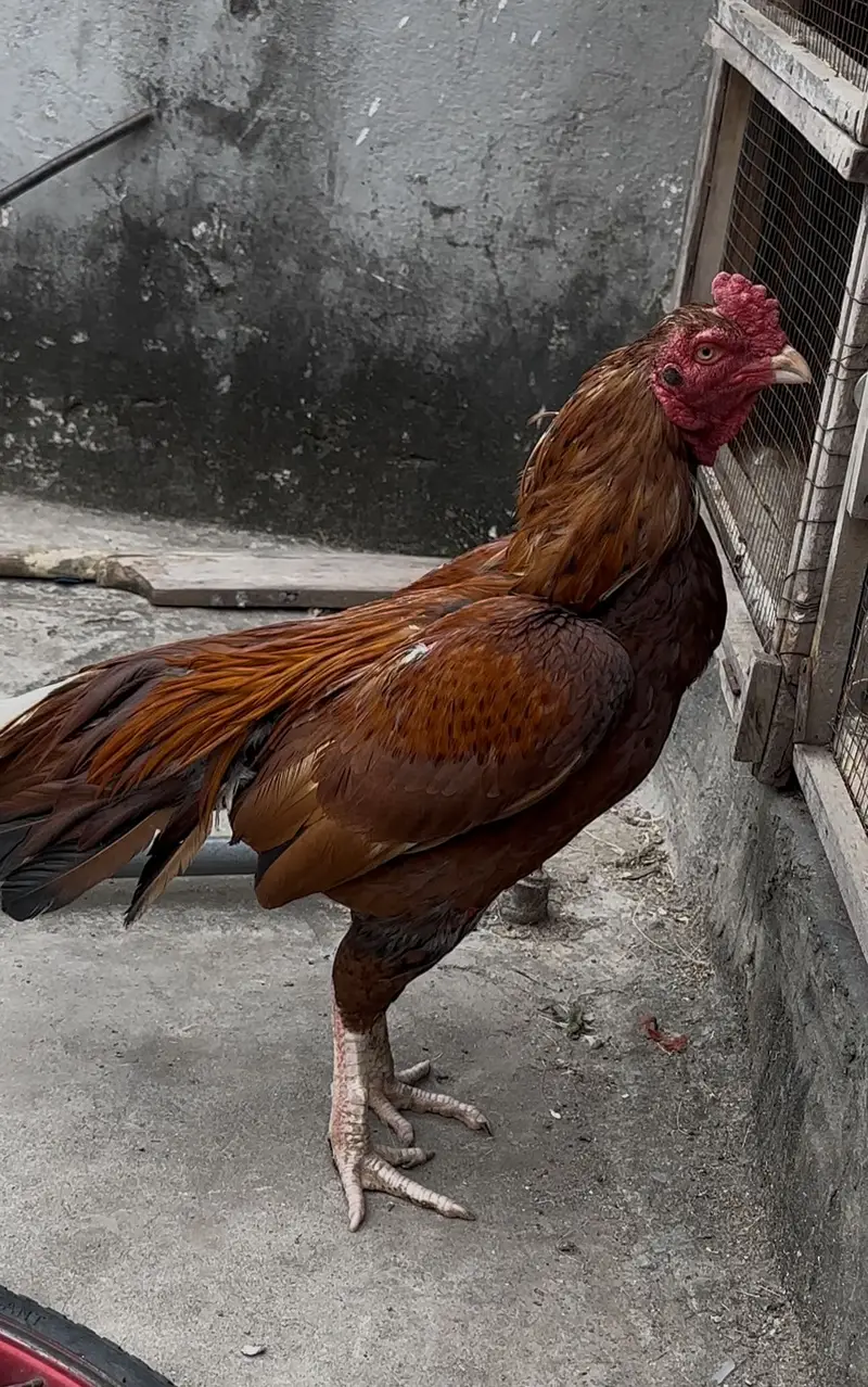 Aseel murgha hen — photo 8