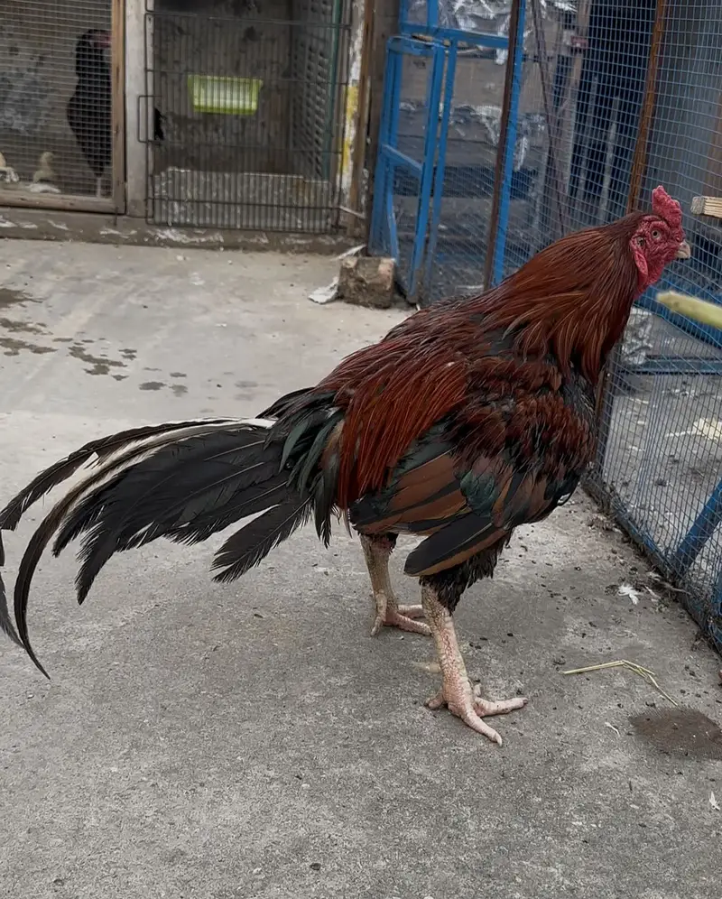 Aseel murgha hen — photo 9