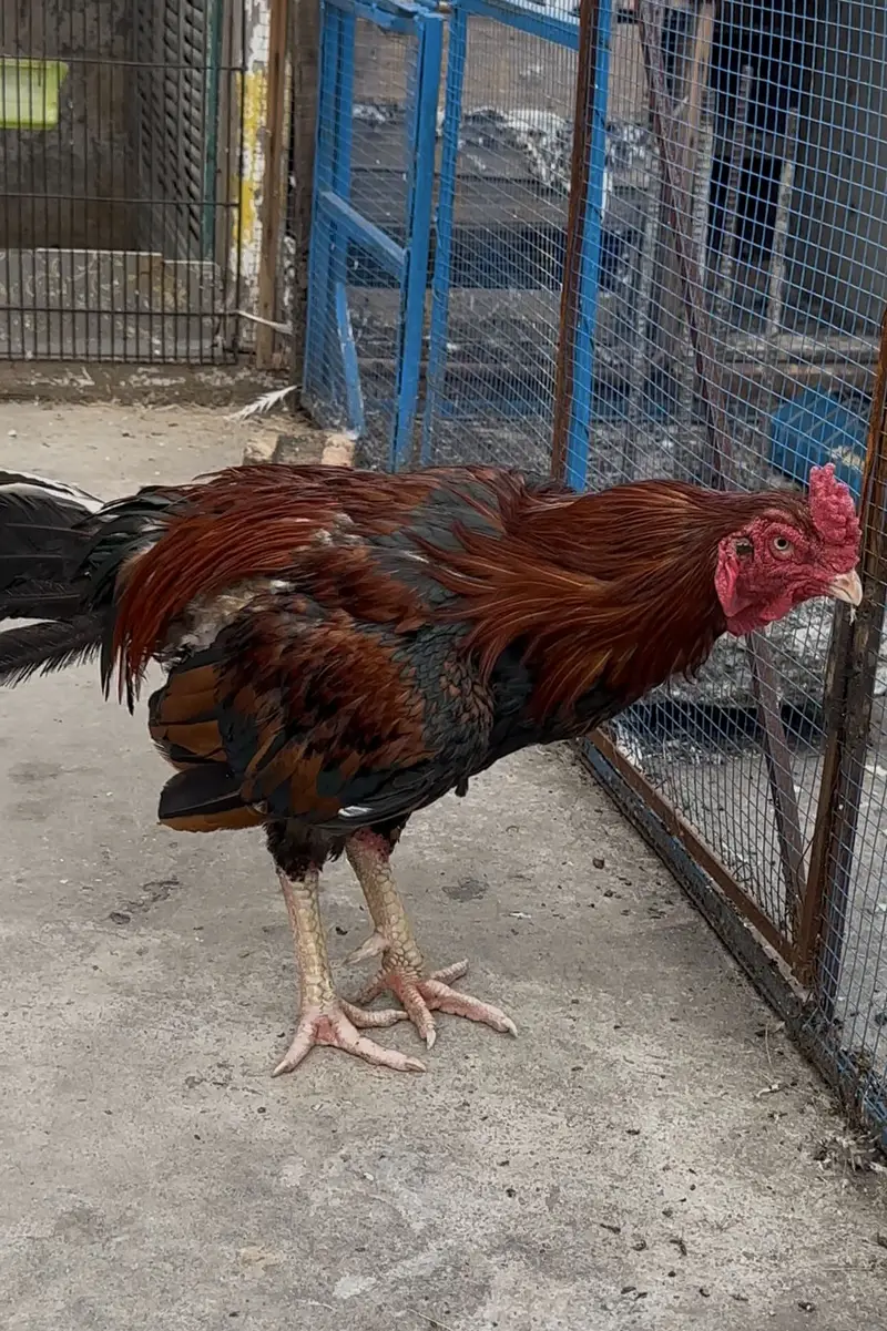 Aseel murgha hen — photo 10