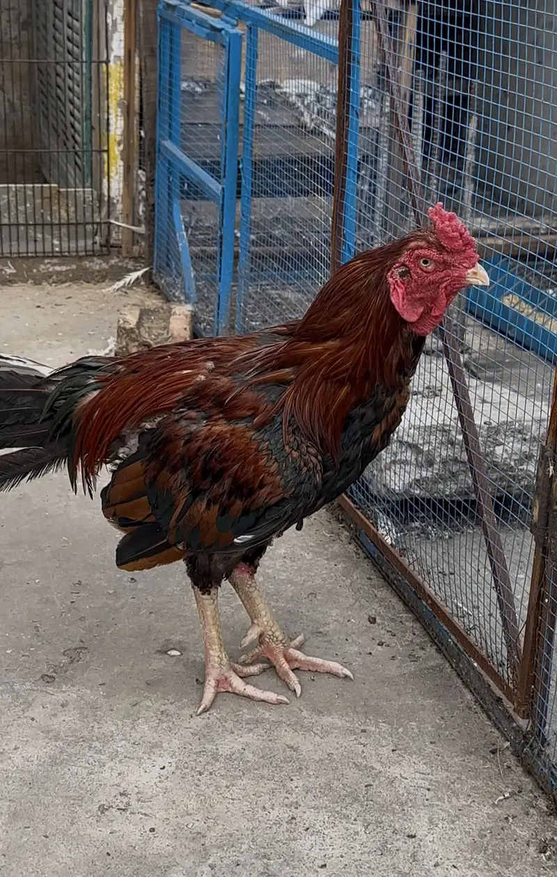 Aseel murgha hen — photo 11