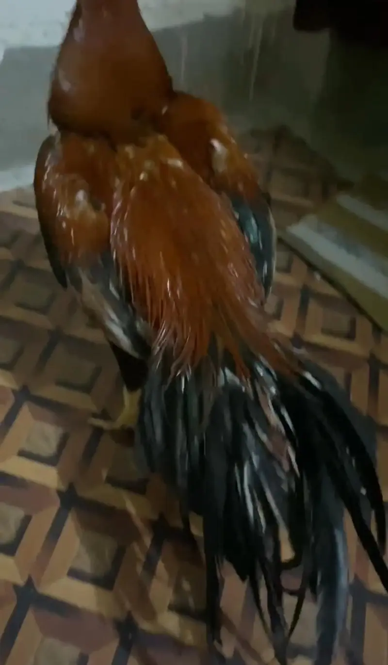 Indian parrot beak male top quality — photo 3