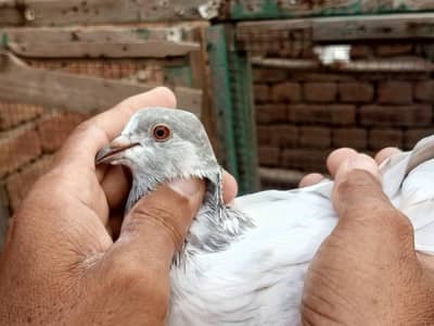 Aseel Red Eyes pair.      03063240061