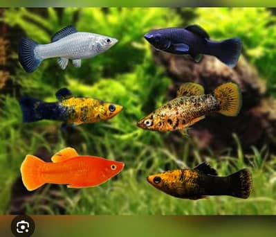 good quality guppies in reasonable prices