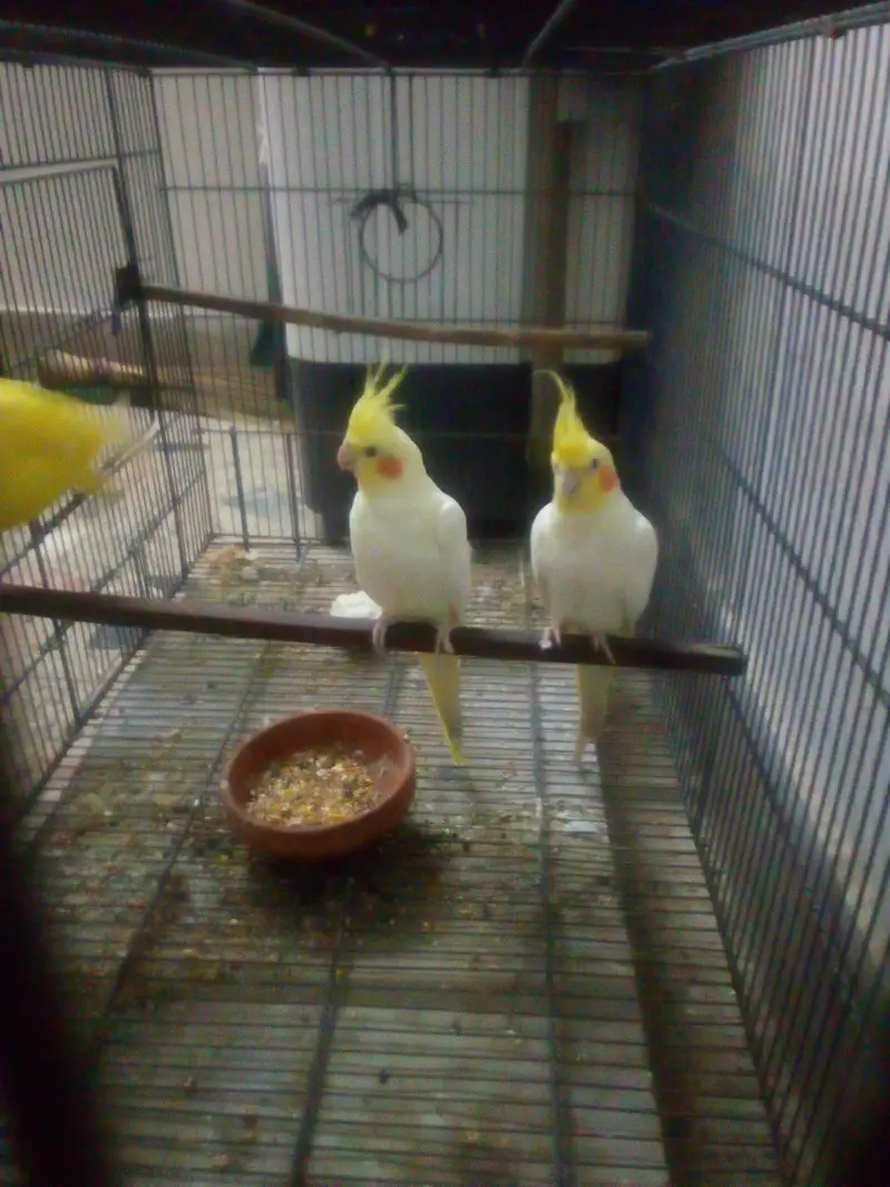 yellow Ringneck activ parrot 55000 cocktail pair active 6000