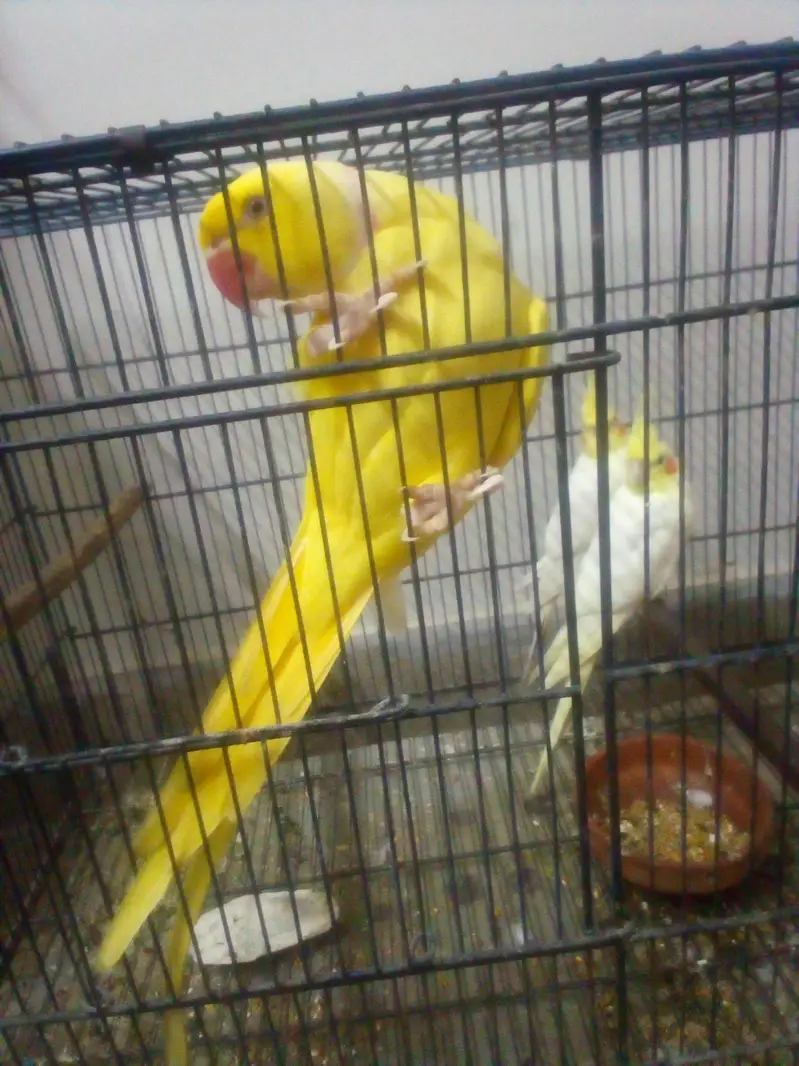 yellow Ringneck activ parrot 55000 cocktail pair active 6000 — photo 2