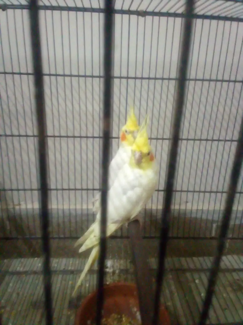 yellow Ringneck activ parrot 55000 cocktail pair active 6000 — photo 3