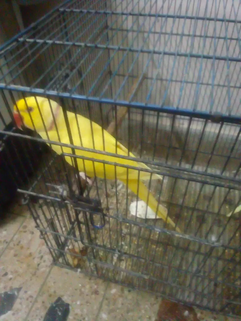yellow Ringneck activ parrot 55000 cocktail pair active 6000 — photo 4