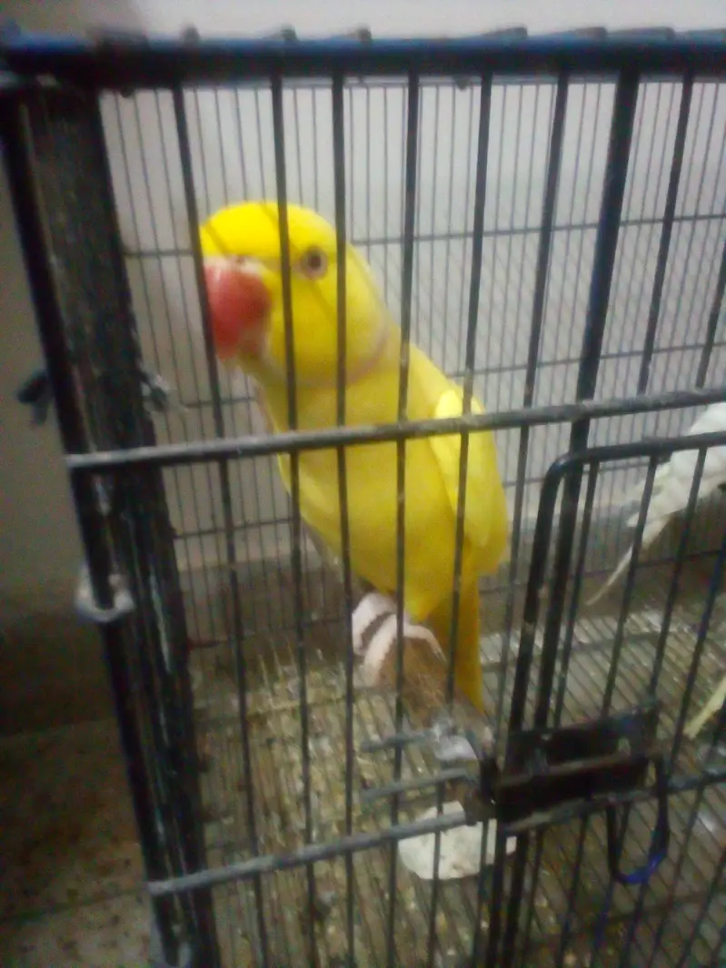 yellow Ringneck activ parrot 55000 cocktail pair active 6000 — photo 5