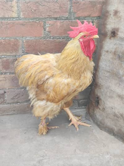 Golden puff