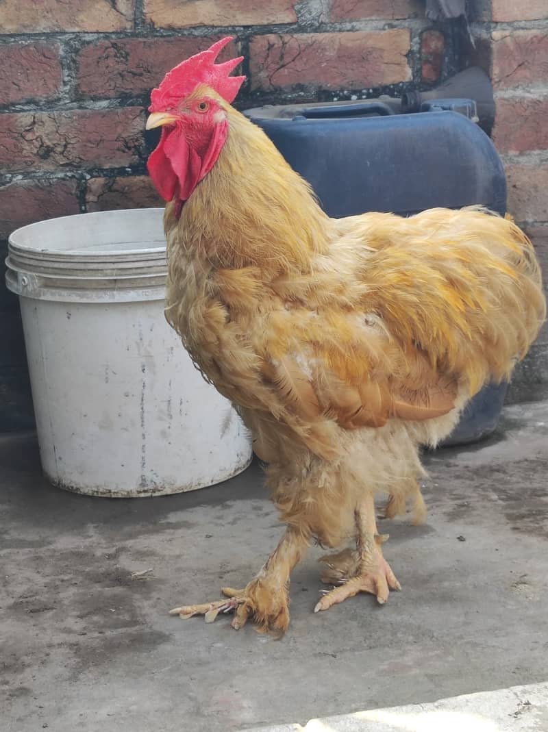 Golden puff 1