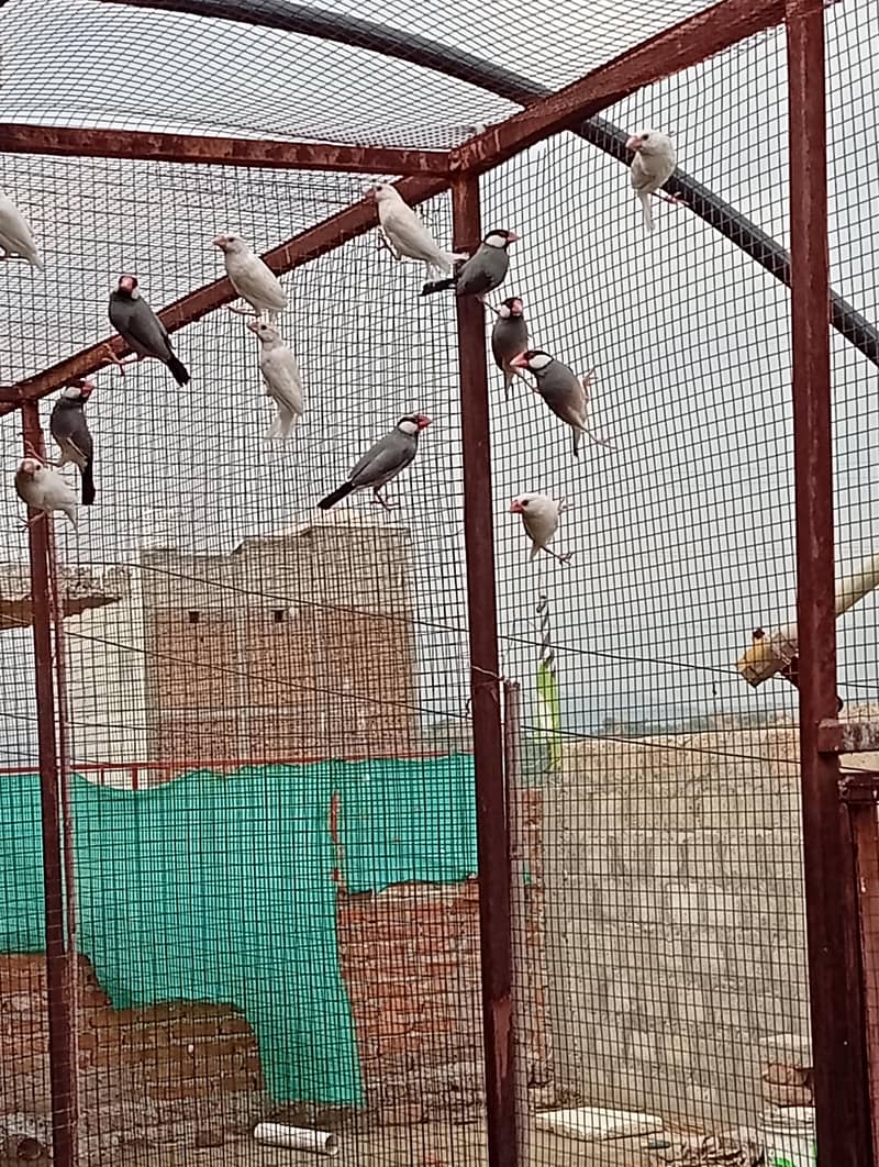 جاوا کے سولہ جوڑے برائے فروخت 0