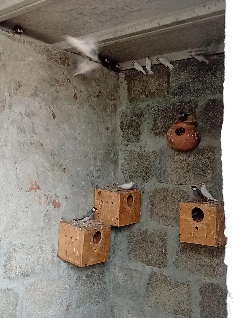 جاوا کے سولہ جوڑے برائے فروخت — photo 2
