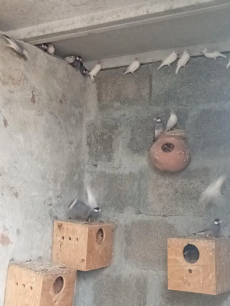 جاوا کے سولہ جوڑے برائے فروخت — photo 3