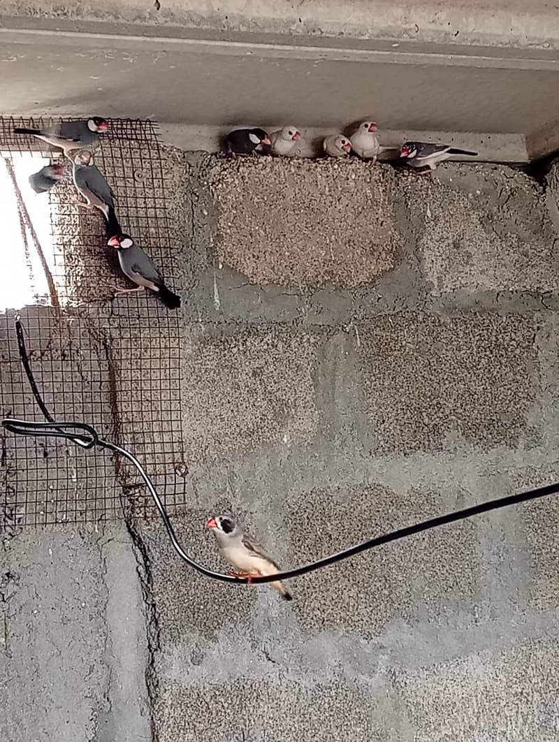 جاوا کے سولہ جوڑے برائے فروخت 3