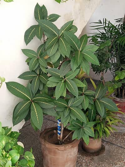 plant for sale