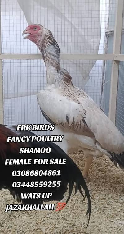 FRK BIRDS