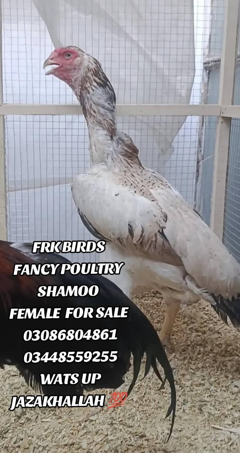FRK BIRDS 0