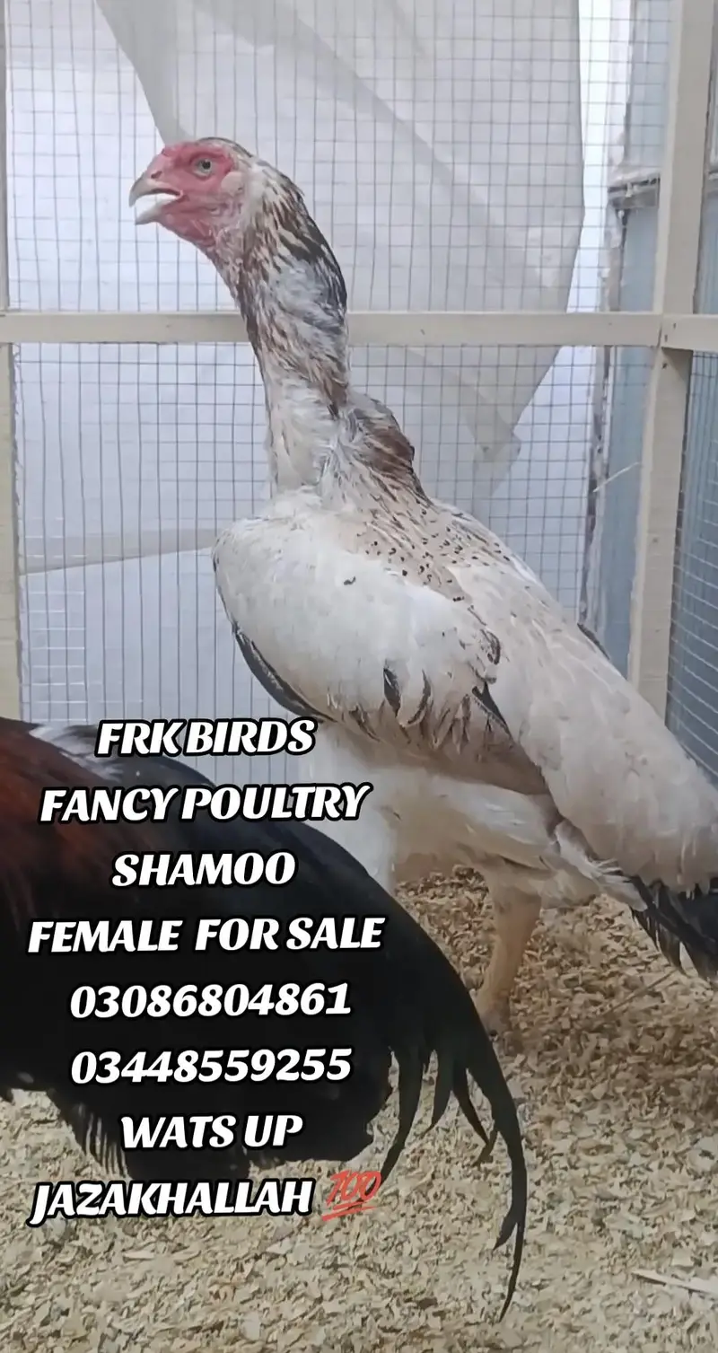 FRK BIRDS