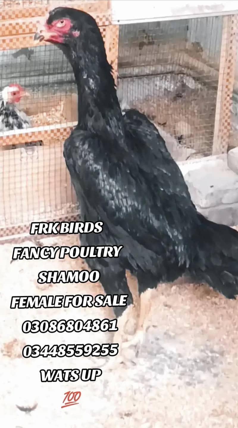 FRK BIRDS 1