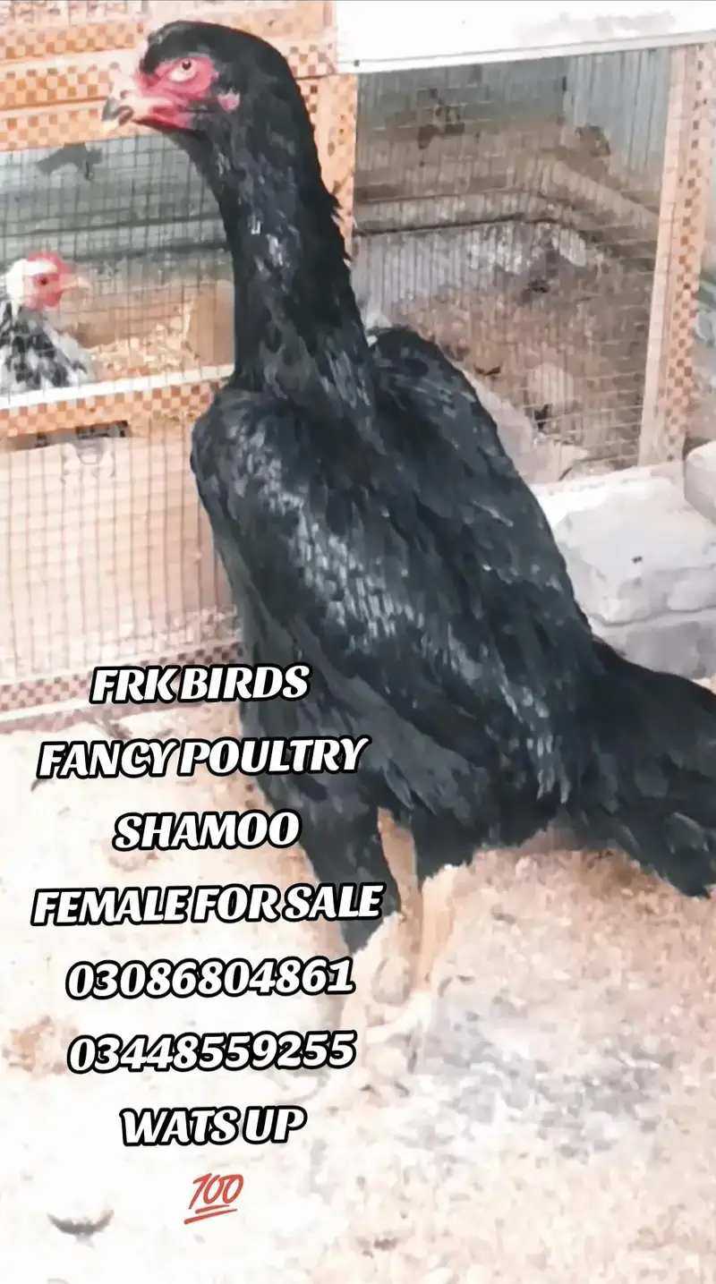 FRK BIRDS — photo 2