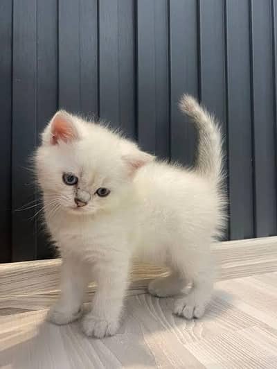 Russian cat For sale