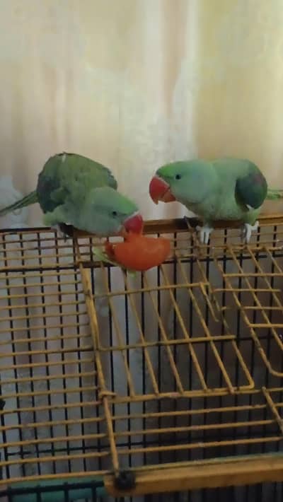 Raw parrot pair hand tame