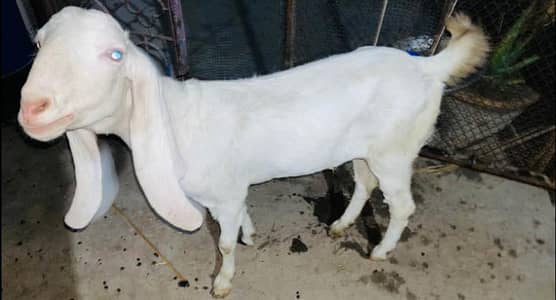 gulabi bakra