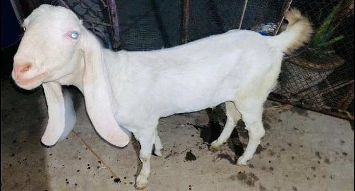 gulabi bakra 0