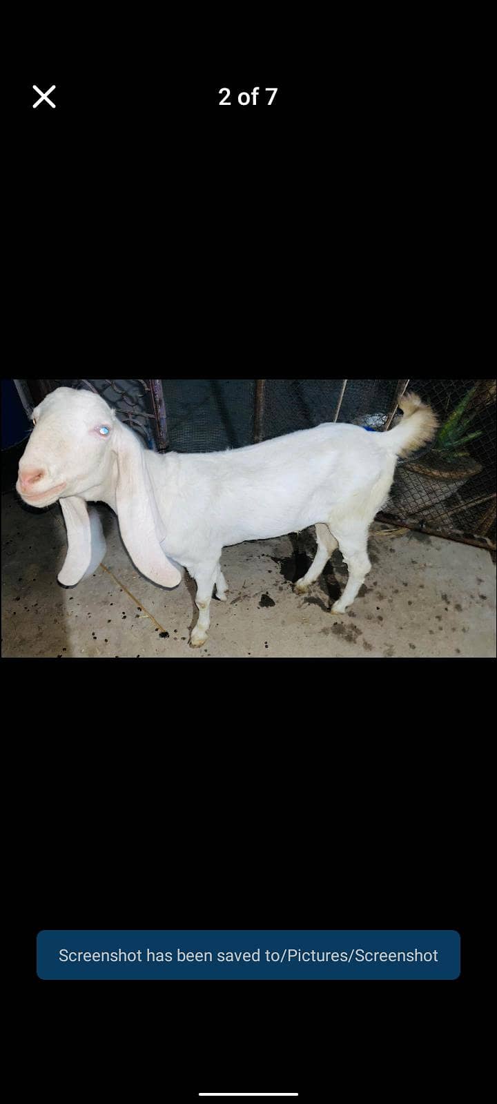 gulabi bakra 1