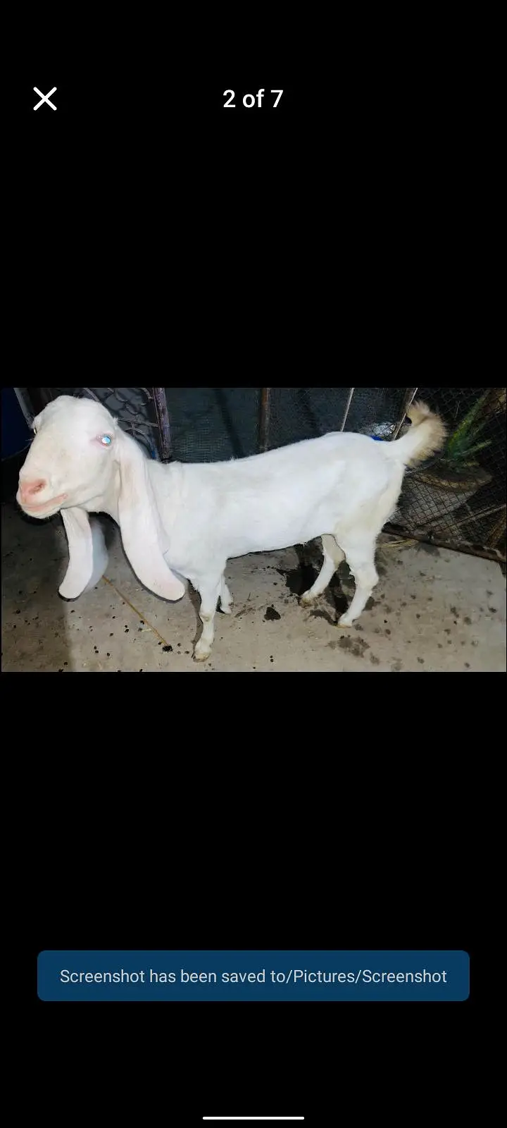 gulabi bakra — photo 2