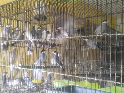 Fown split Java breeder pairs