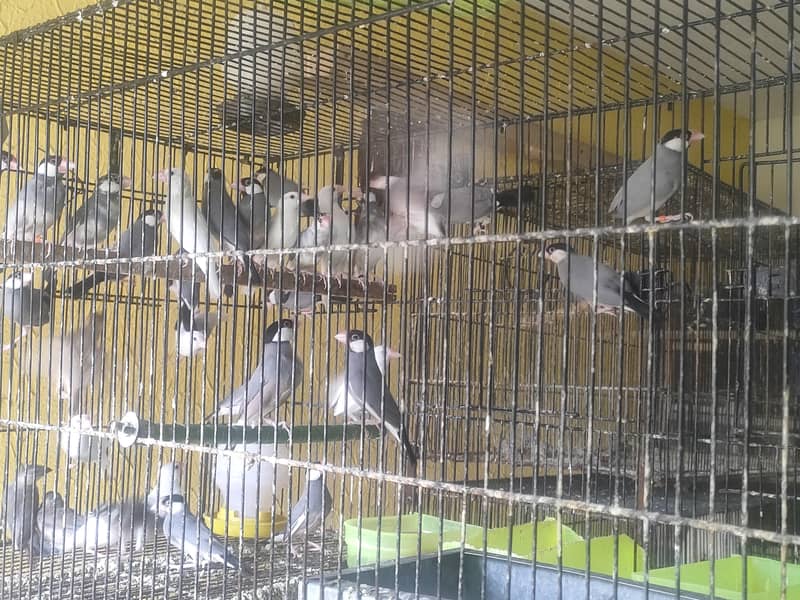 Fown split Java breeder pairs 0