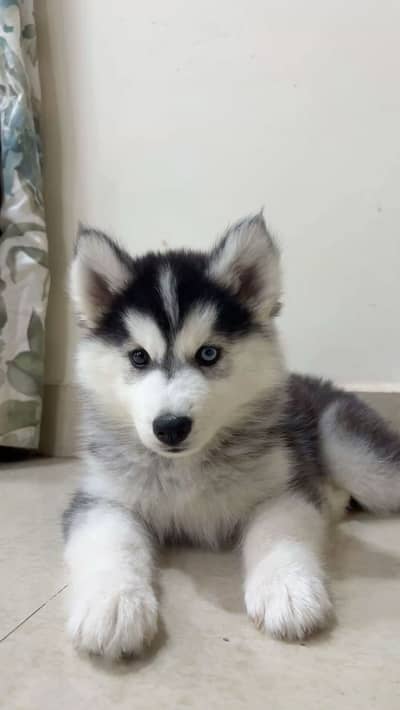Husky puppy pure breed