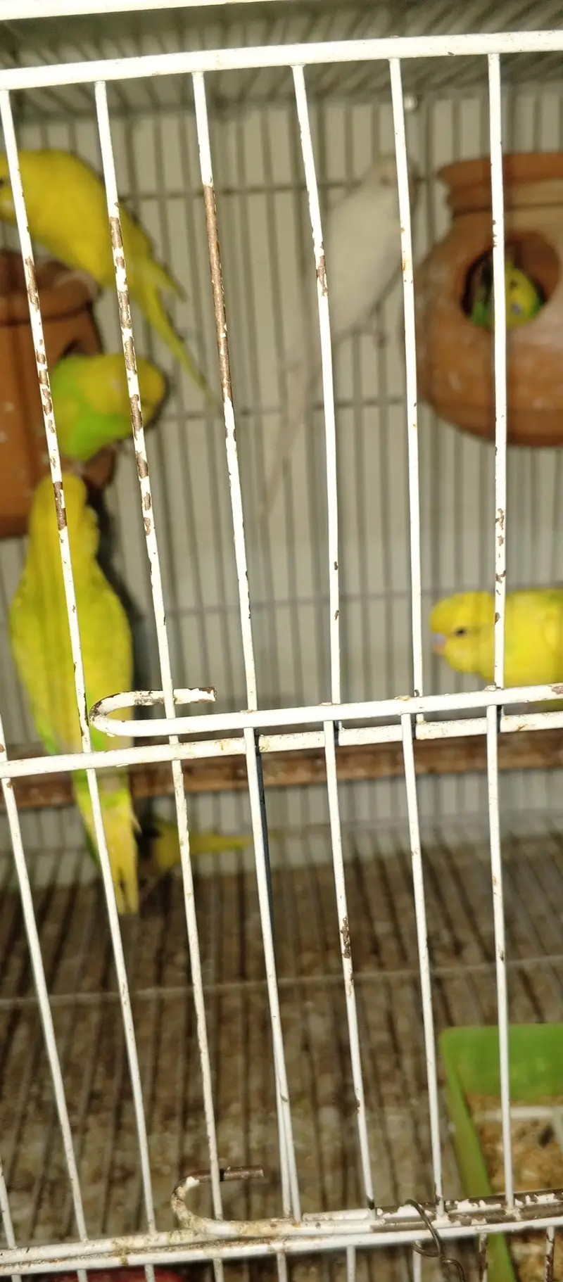 glodians pair and austrailen patthy — photo 5
