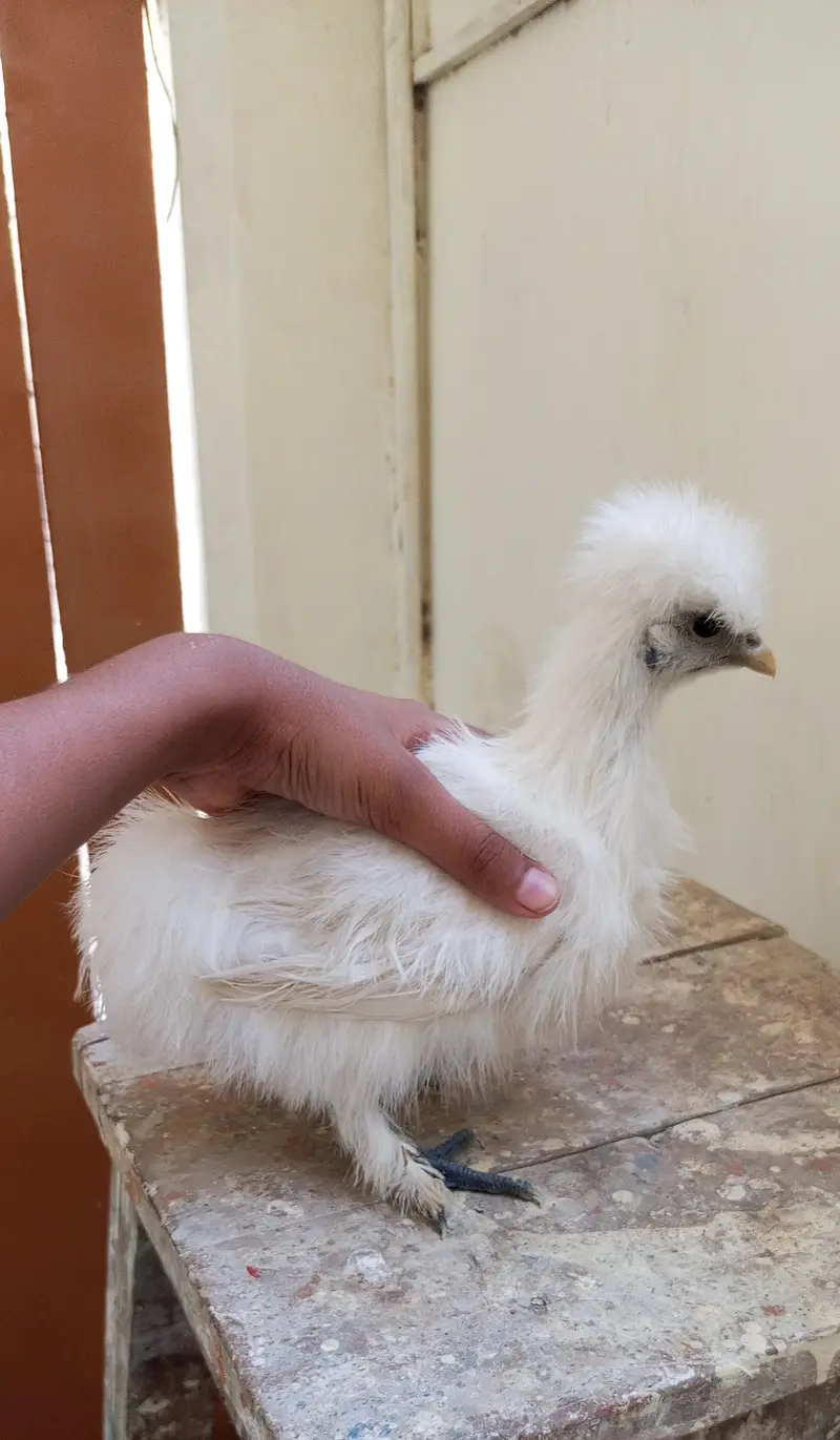 white silkie black polish japanese bantum pair