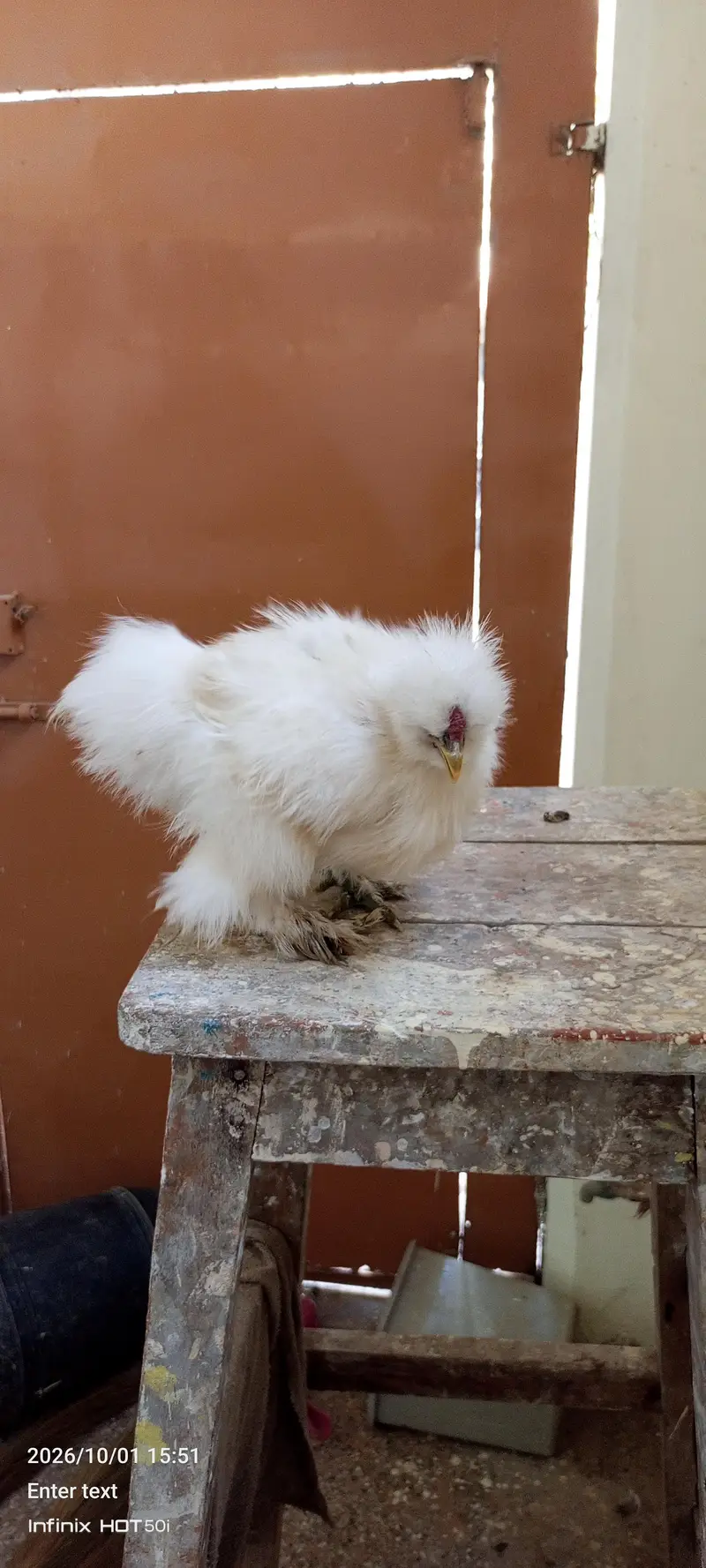 white silkie black polish japanese bantum pair — photo 2