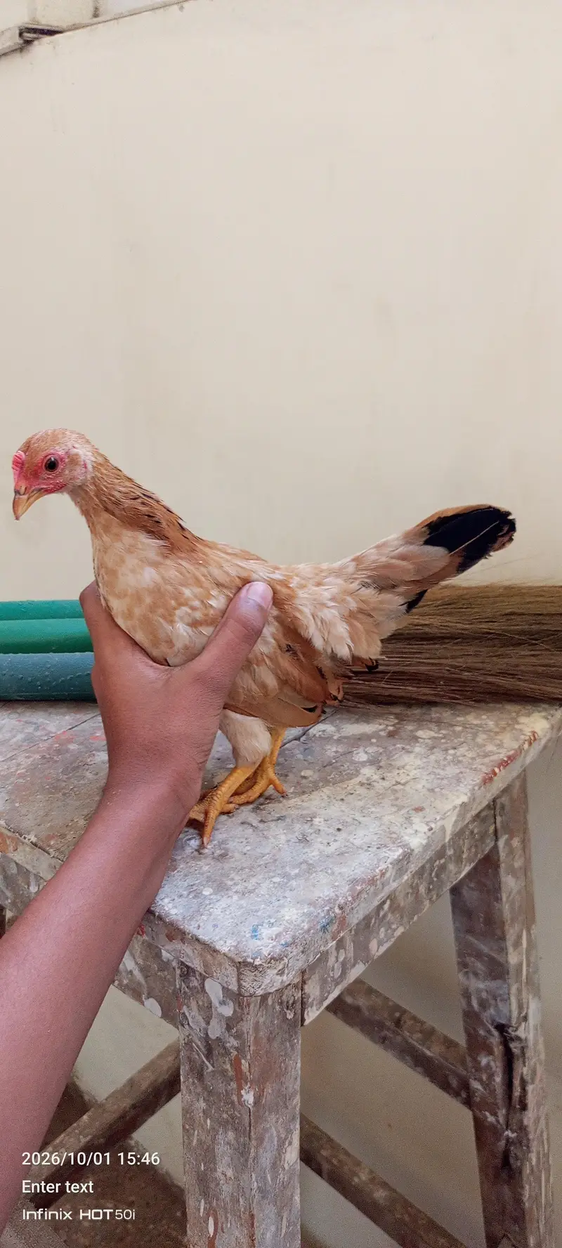 white silkie black polish japanese bantum pair — photo 3