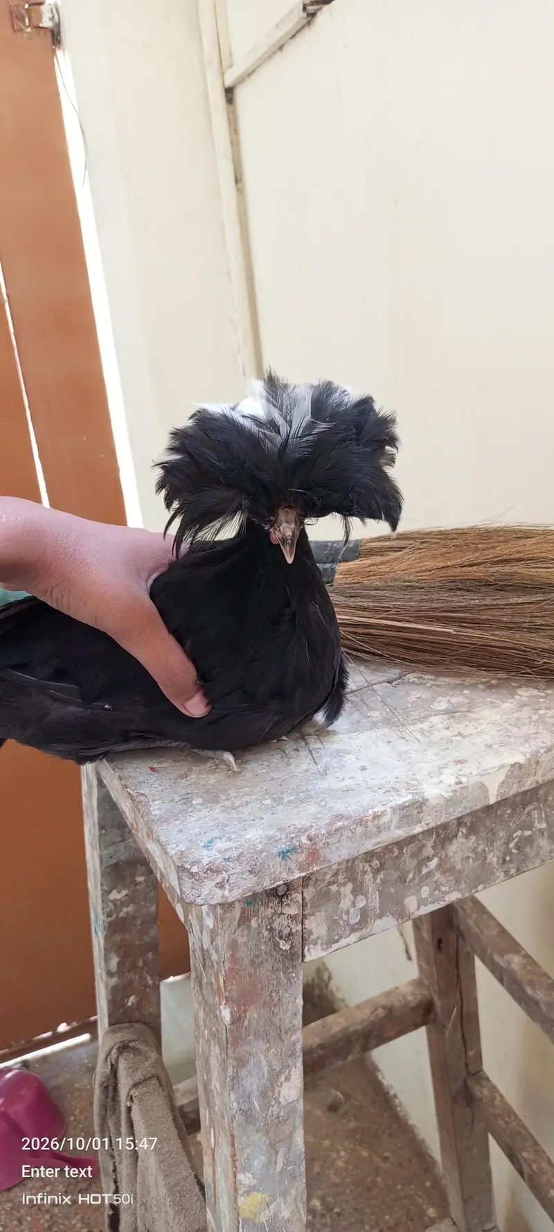 white silkie black polish japanese bantum pair — photo 5