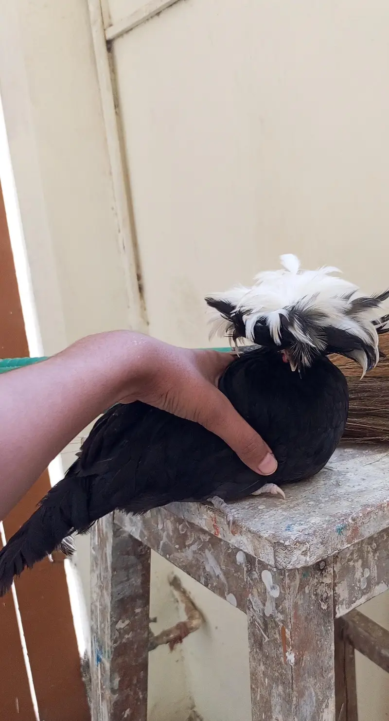 white silkie black polish japanese bantum pair — photo 6
