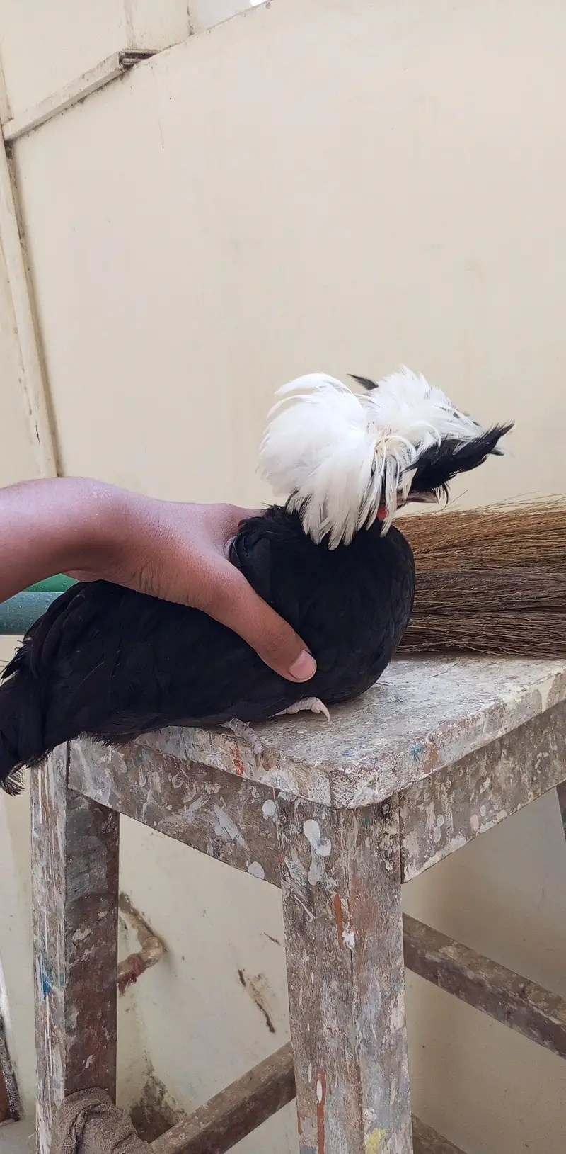 white silkie black polish japanese bantum pair — photo 7