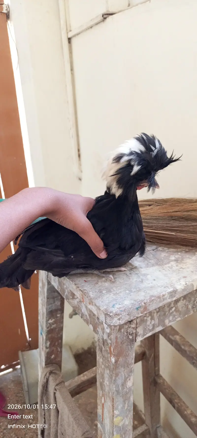 white silkie black polish japanese bantum pair — photo 8