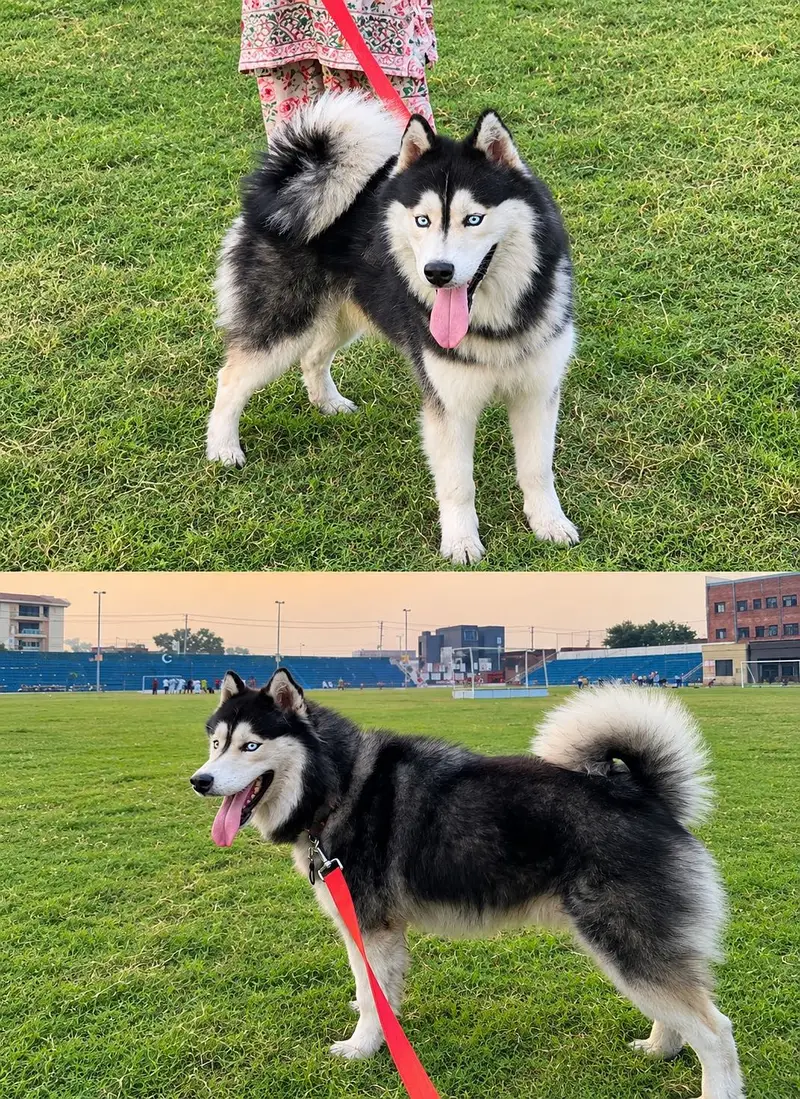 Tamed family dog siberian husky for sale — photo 2