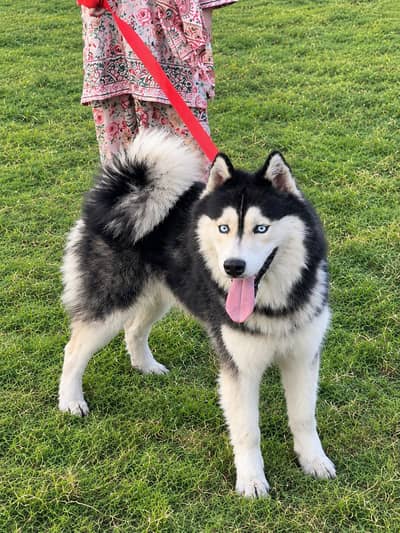 Tamed family dog siberian husky for sale